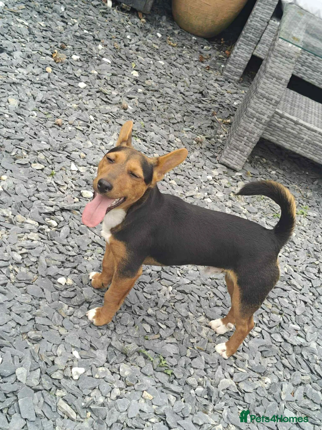 Jack Russell dogs for sale: Gorgeous Miniature Black and Tan Jack Russells in Llanbrynmair - Advert 10