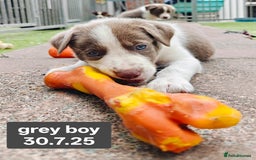 Border Collie dogs for sale: 6 Kennel Club registered Border Collie pups - Image 8