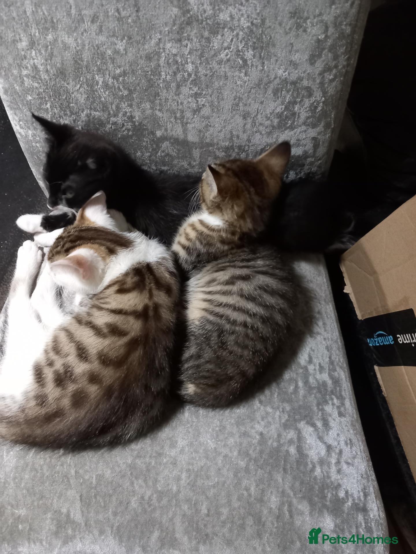 Mixed Breed cats Kittens ready for their forever homes tabby bengal - Advert 8