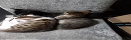 Mixed Breed cats for sale: Kittens ready for their forever homes tabby bengal - Advert 1