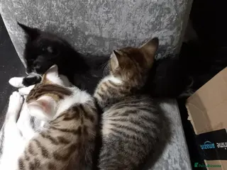 Mixed Breed cats Kittens ready for their forever homes tabby bengal - Advert 1