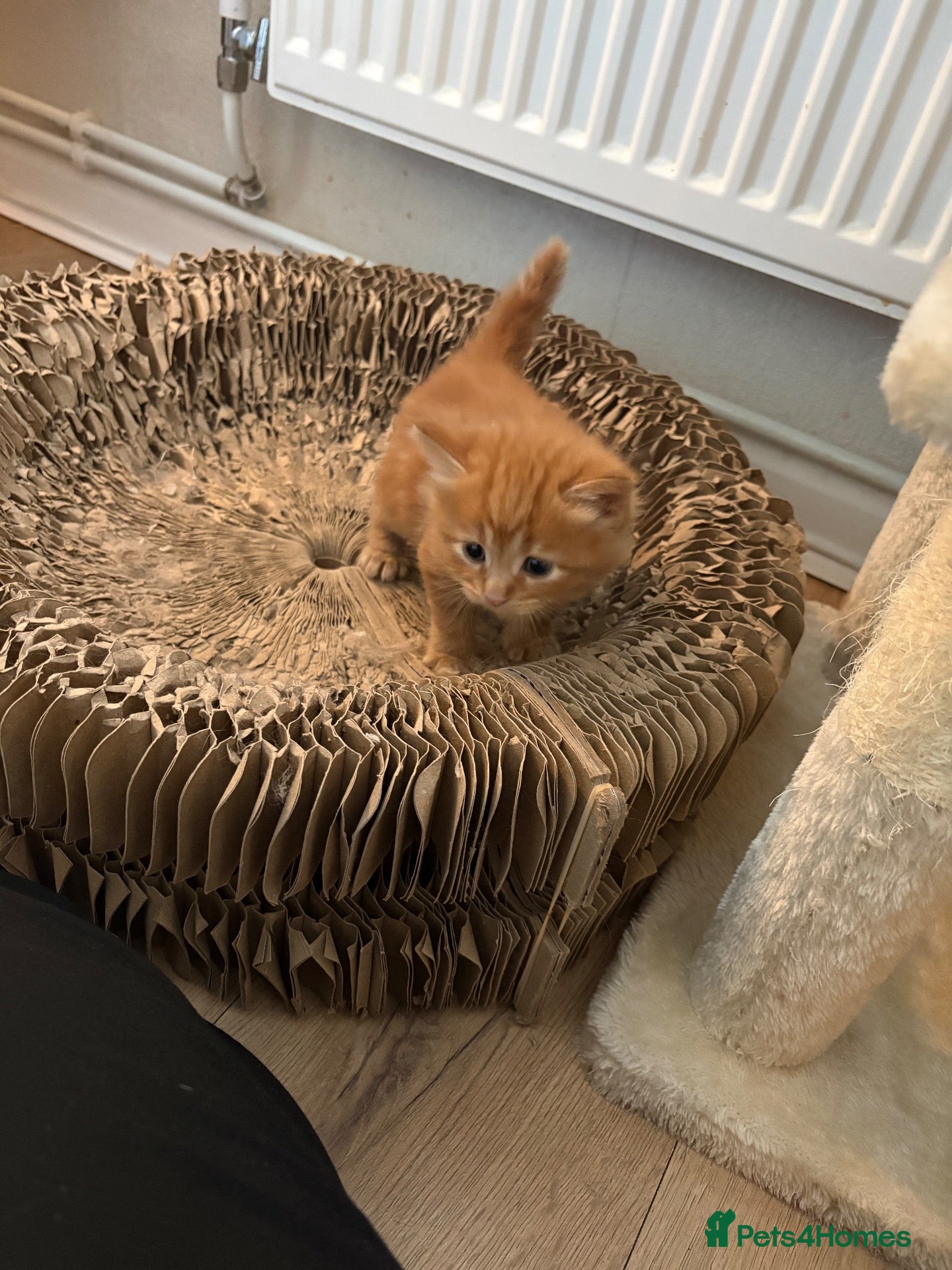 Mixed Breed cats Mixed Breed kittens  - Advert 1