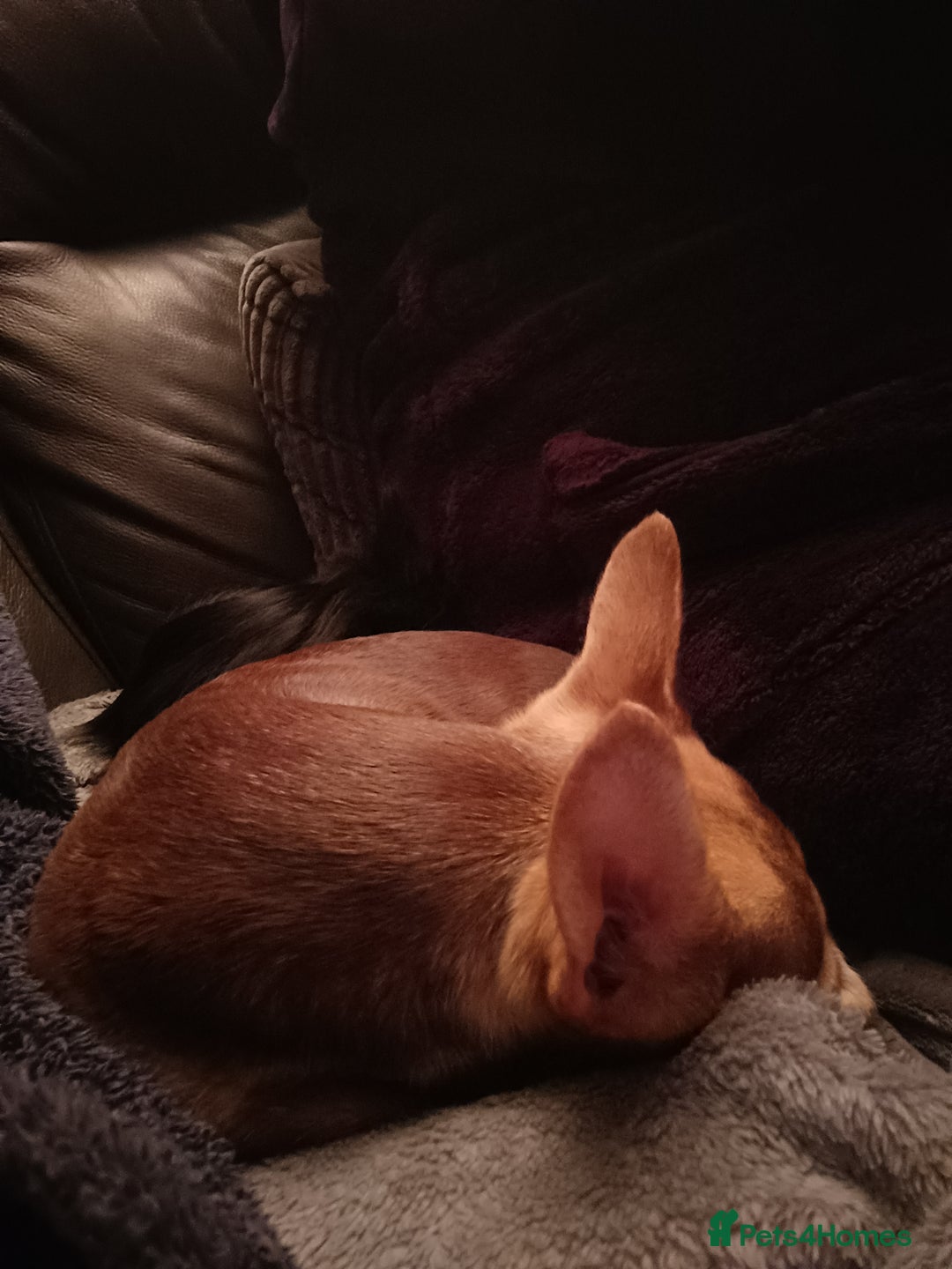 Chihuahua dogs for sale: Toto and Oz - Advert 12