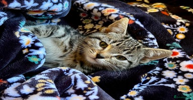 Bengal cats in Dorking - Advert 2