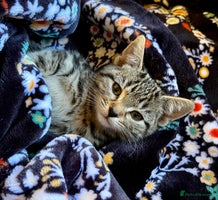 Bengal cats in Dorking - Advert 12