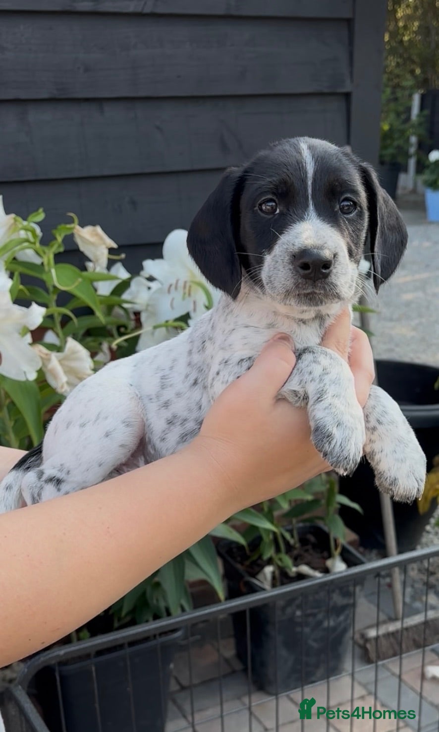 Mixed Breed dogs Cocker Jack Puppies - Advert 1