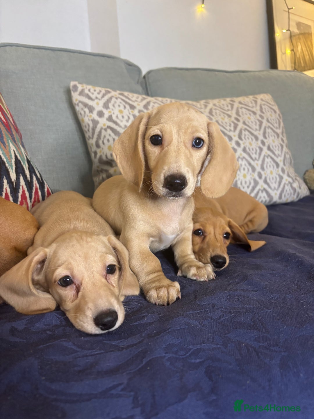Miniature Dachshund dogs for sale: 🐶 Miniature Smooth Haired Dachshunds. KC REG. 🐶  - Image 5