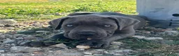 Cane Corso dogs for sale: Cane corso puppies / READY TO LEAVE NOW! in Southampton - Advert 8