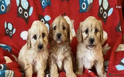 Cavapoo dogs for sale: Health tested Cavapoo puppies - Image 1