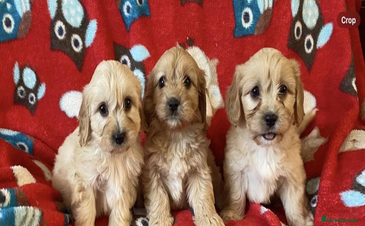 Cavapoo dogs - Advert 2