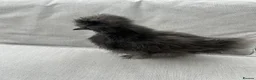 Chickens poultry for sale: Silkies - Advert 6