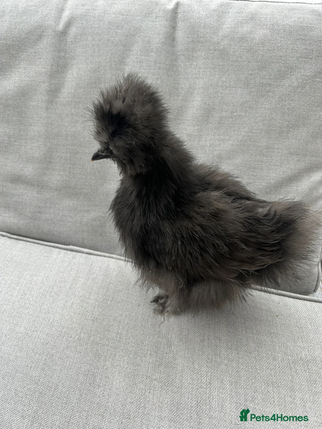 Chickens poultry for sale: Silkies - Advert 6