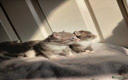 Russian Blue cats for sale: Russain blue x Maine coon Kittens for Sale - Image 1