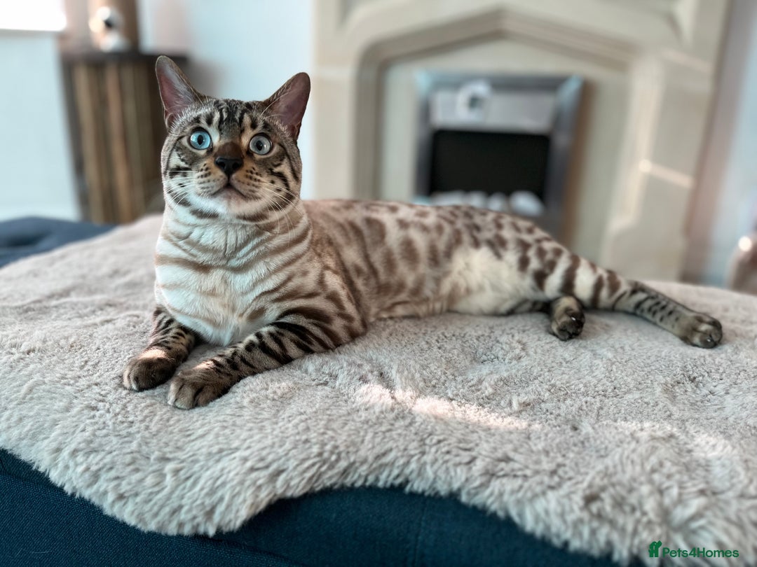 Bengal cats for sale: 2 Brown 2 Snow Lynx Bengals - Image 3