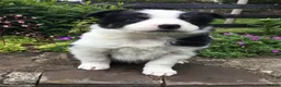Border Collie dogs for sale: 6 Adorable Border Collie Puppies  in Brecon - Advert 22