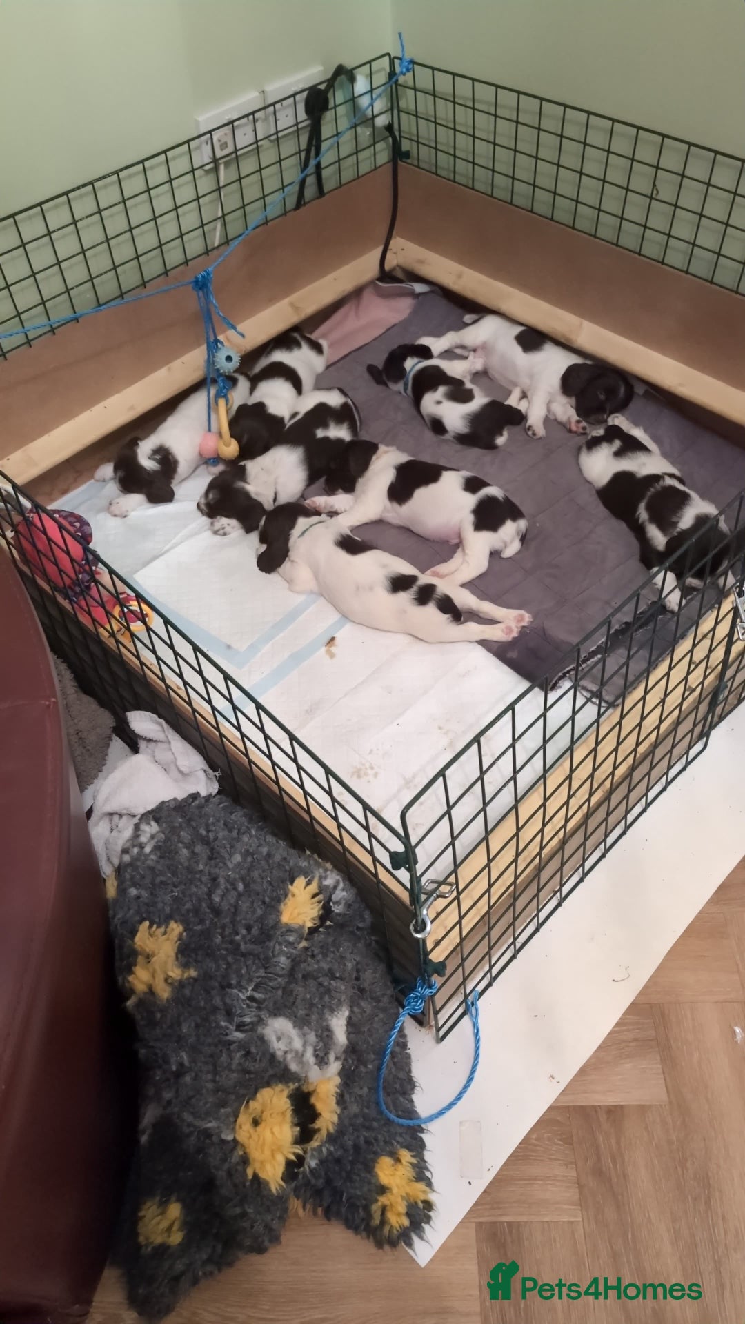 English Springer Spaniel dogs for sale: Beautifully marked, kc registered, legally docked. - Advert 13