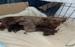 Dachshund dogs for sale: Dachshund miniature puppies - Advert 2