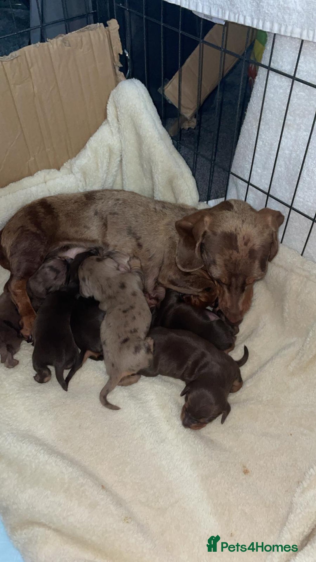 Dachshund dogs for sale: Dachshund miniature puppies - Advert 2