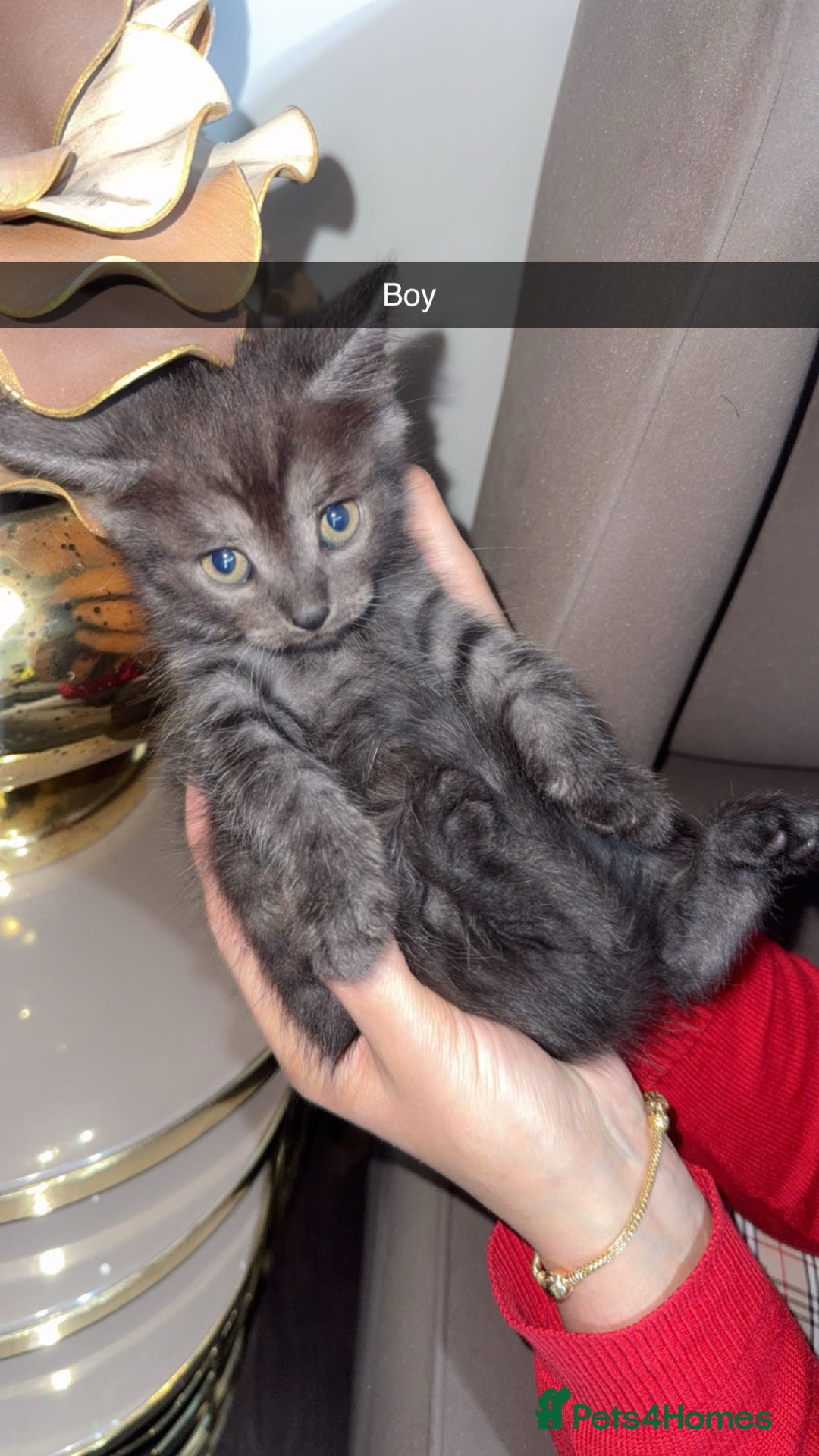 British Shorthair cats for sale: Kitten  - Image 4