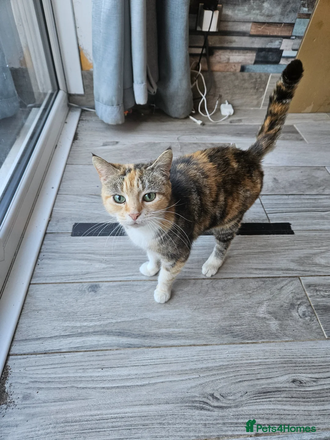 Mixed Breed cats for sale: 8 year old tortoiseshell - Advert 2