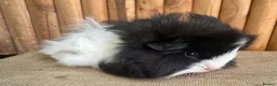 Guinea Pig rodents for sale: Baby sows - Advert 9