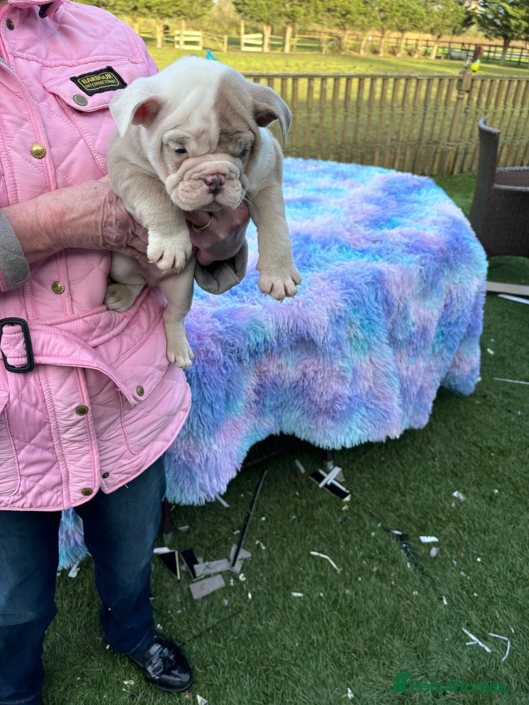 English Bulldog dogs for sale: English bulldog  - Advert 11