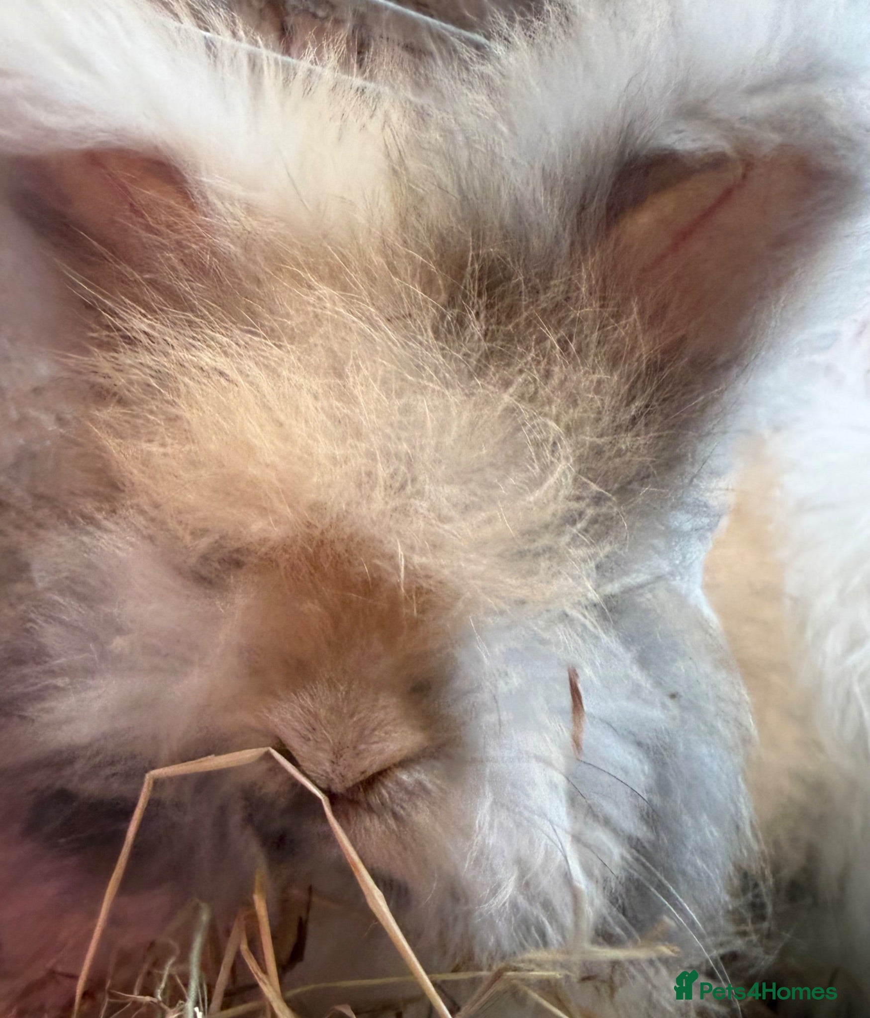 Angora rabbits Angora buns - Advert 2