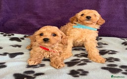 Cavapoochon dogs for sale: Cavapoonchon puppies  - Image 6