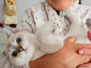 Scottish Fold cats 😸 All kittens found their forever home😸 - Advert 2