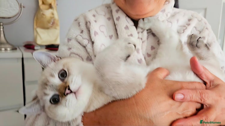 Scottish Fold cats 😸 All kittens found their forever home😸 - Advert 2