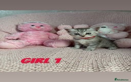 British Shorthair cats for sale: *stunning* silver tabby British short haired  - Image 4