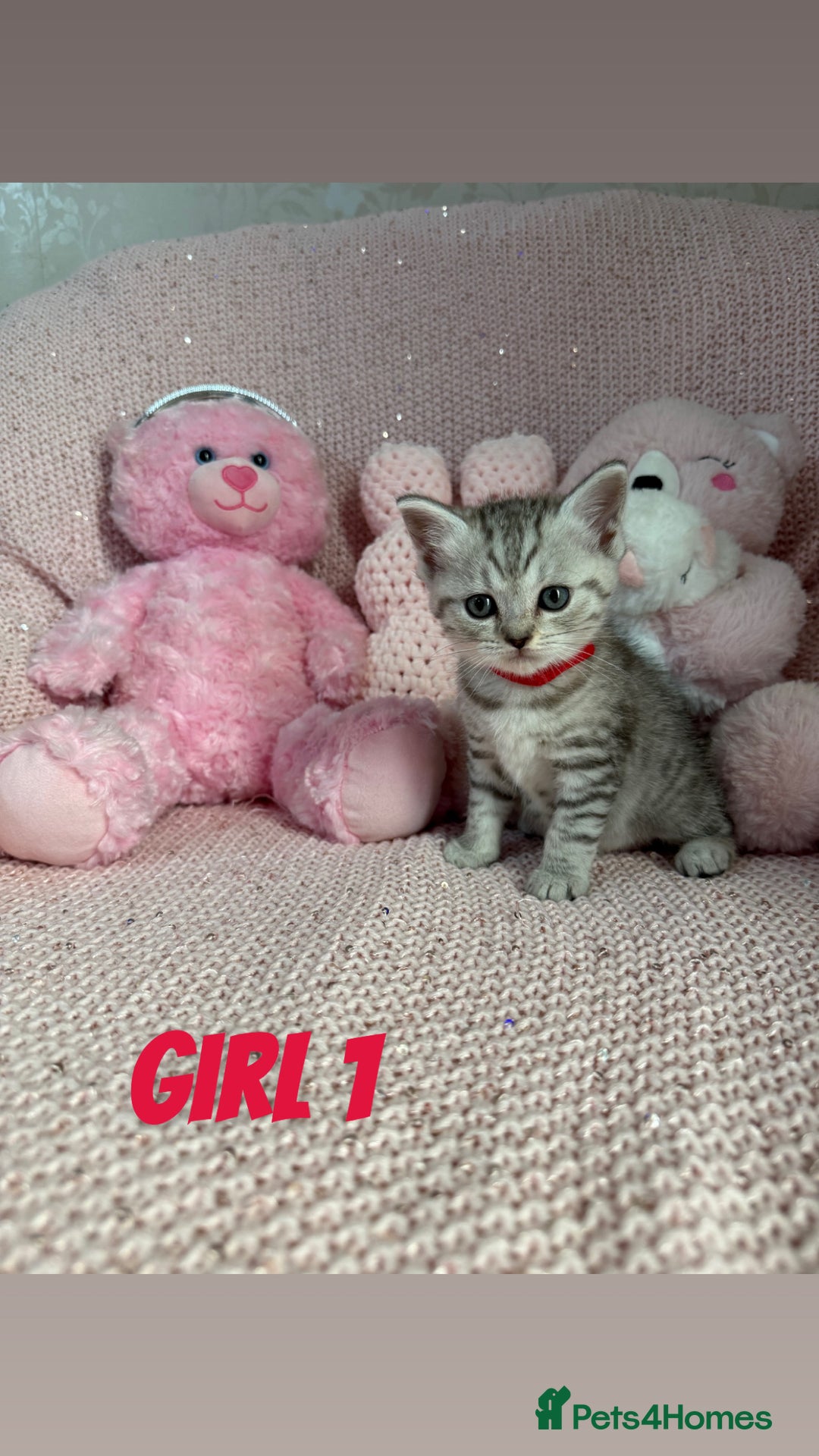 British Shorthair cats for sale: *stunning* silver tabby British short haired  - Image 4