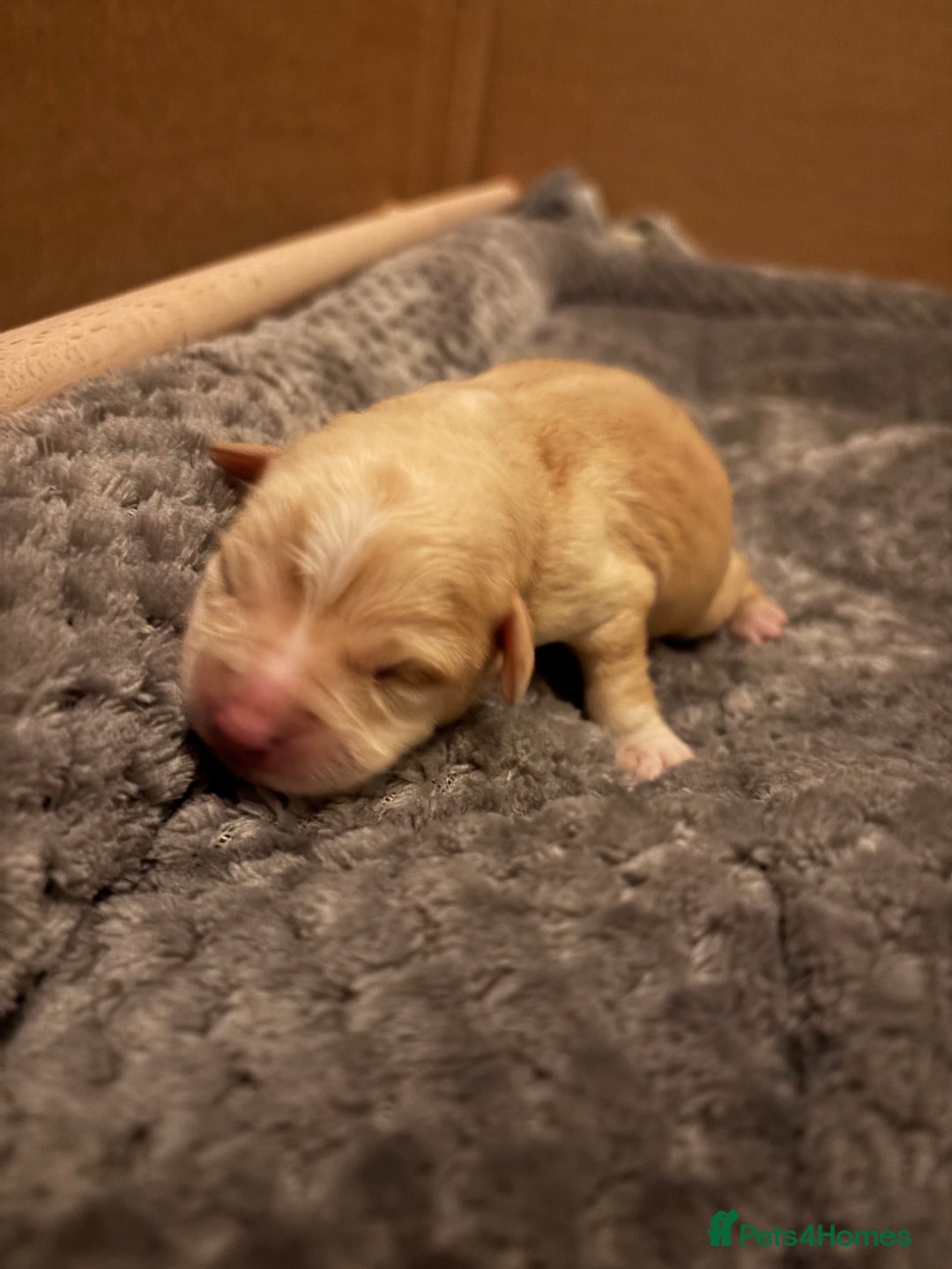 Mixed Breed dogs for sale: Cavachon x Chihuahua / healthy pups - Advert 11