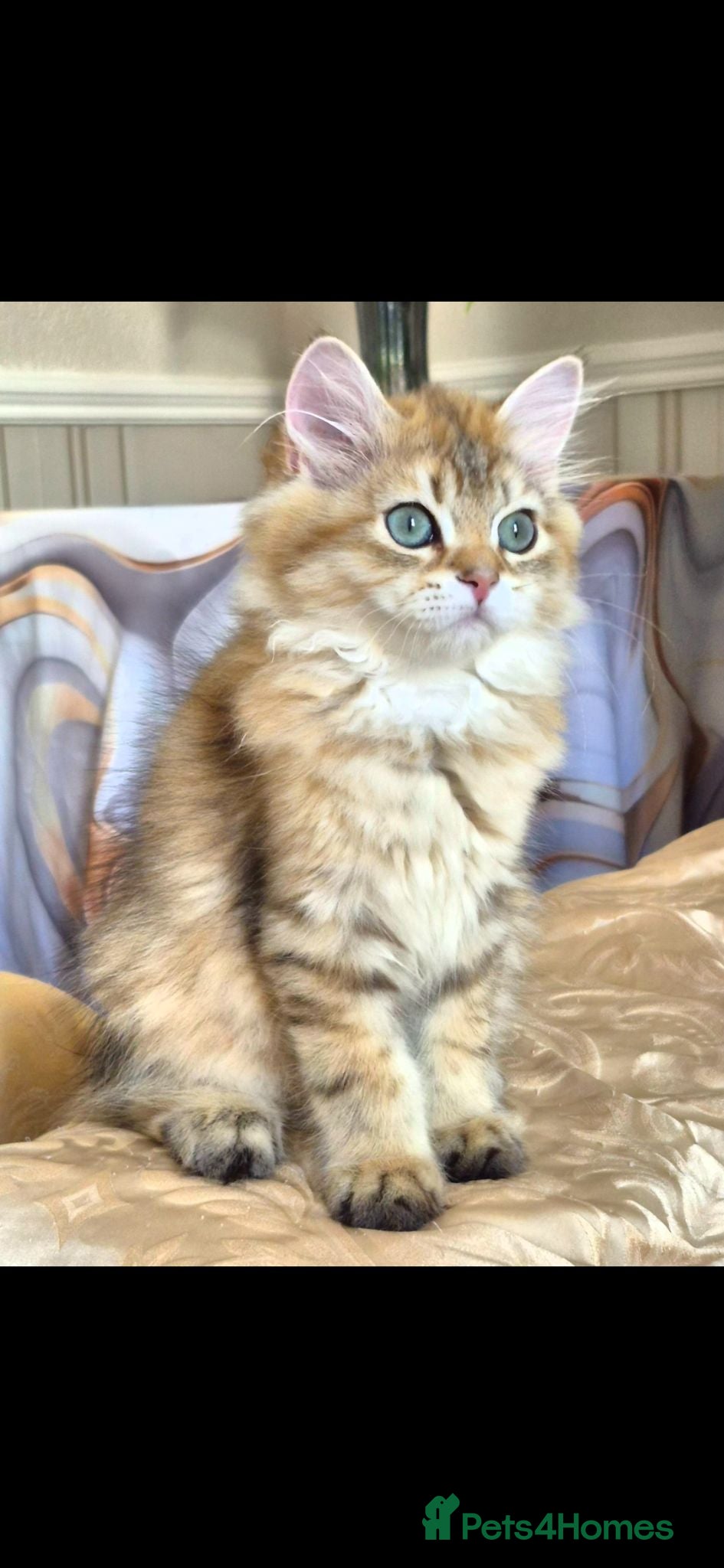 British Longhair cats British Longhair/Shorthair black golden shaded  - Advert 2