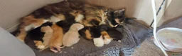 Maine Coon cats for sale: Maine coon cross Male kittens! - Advert 13