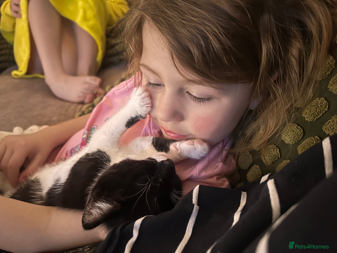 Mixed Breed cats for sale: Bonded Pair of Male Kittens - Must Go Together - Advert 11