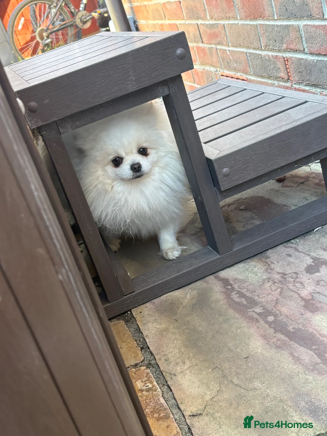 Pomeranian dogs for sale: Pomeranian in Colchester - Advert 3
