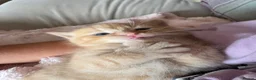 Mixed Breed cats for sale: Beautiful Ginger Kittens  - Advert 18