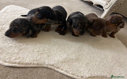 Dachshund dogs for sale: Dapple dachshund puppieS  in Morecambe - Image 12