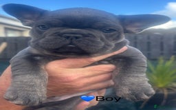 French Bulldog dogs for sale: French Bulldog Puppies - Image 5