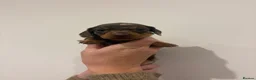 Miniature Dachshund dogs for sale: GORGEOUS KC MINIATURE DACHSHUND PUPPIES  - Advert 9