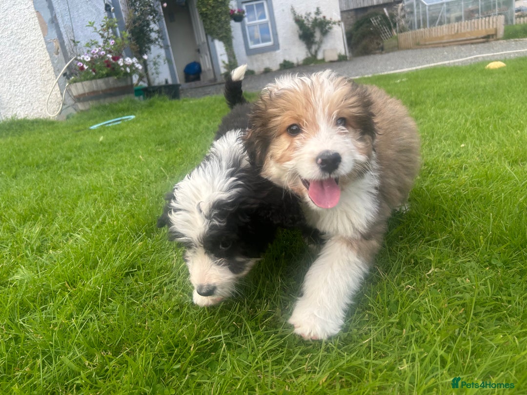 Bernedoodle dogs for sale: Gorgeous Bernedoodle Pups - Advert 1