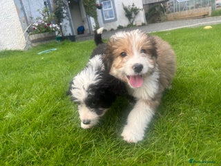 Bernedoodle dogs Gorgeous Bernedoodle Pups - Advert 1