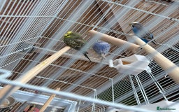 Budgerigars birds for sale: Budgies  - Image 2