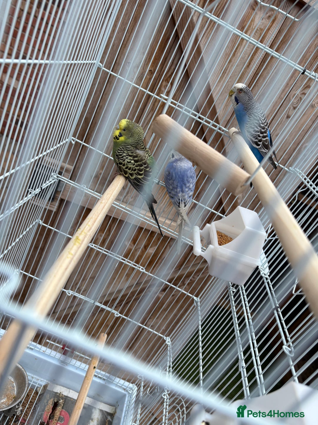 Budgerigars birds for sale: Budgies  - Image 2