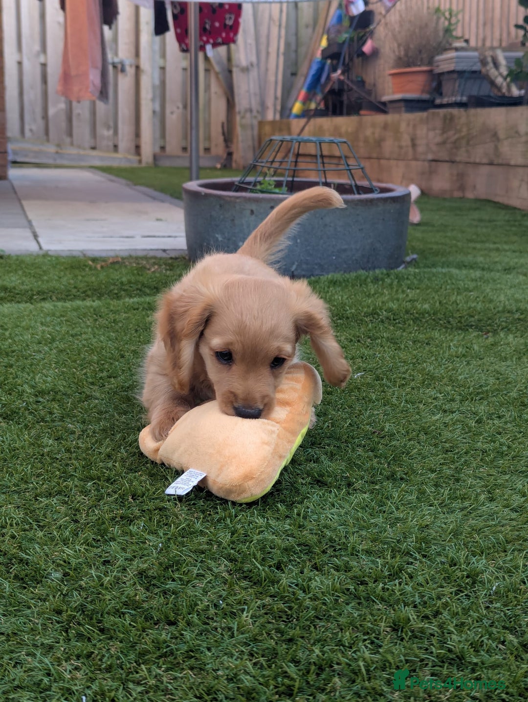 Mixed Breed dogs for sale: 75% Dachshund Cross Puppies - 4 Boys Available - Image 8