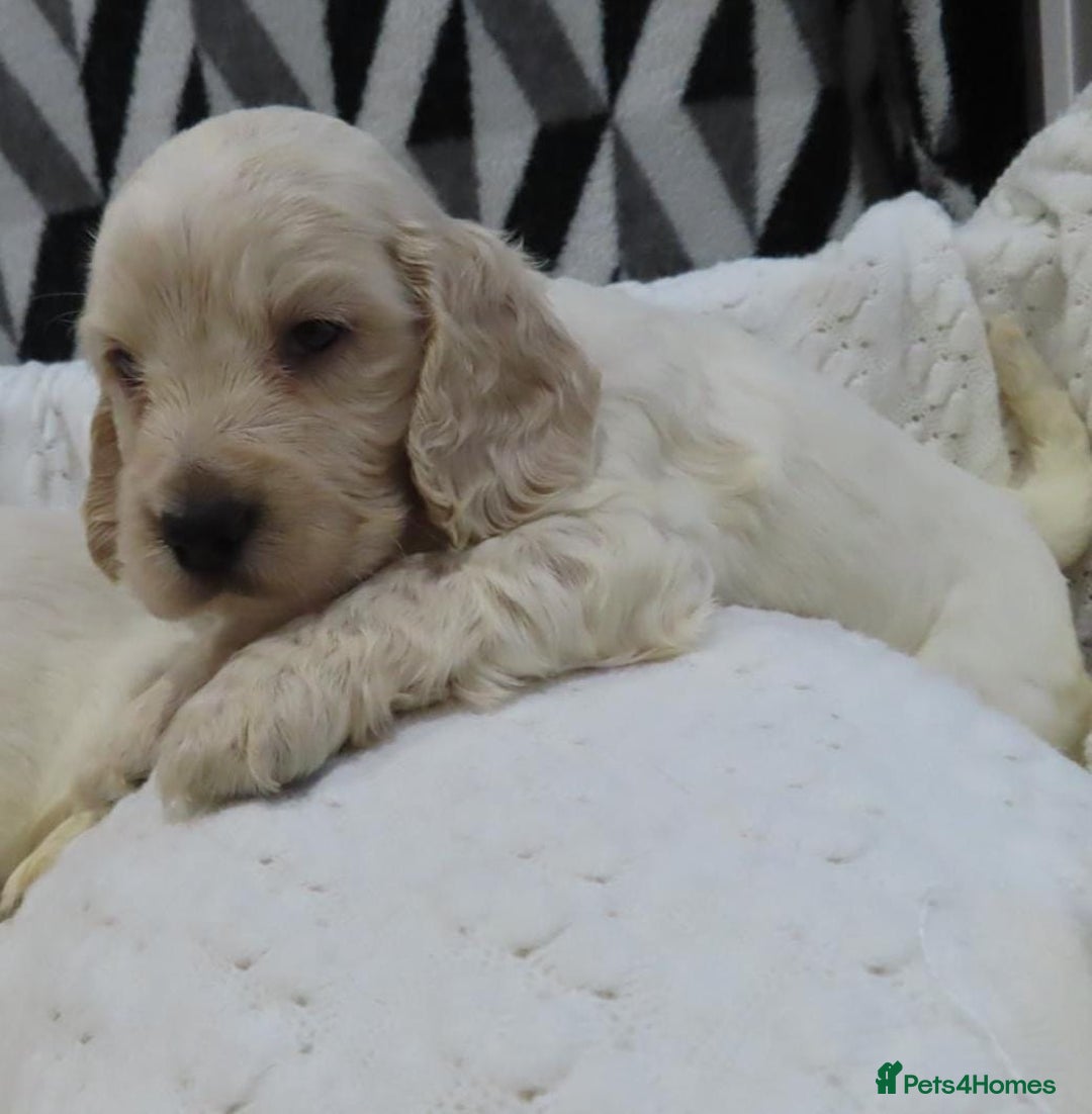 Cocker Spaniel dogs for sale: 🏆🏆Show Type Cocker Spaniel 🏆 - Advert 38