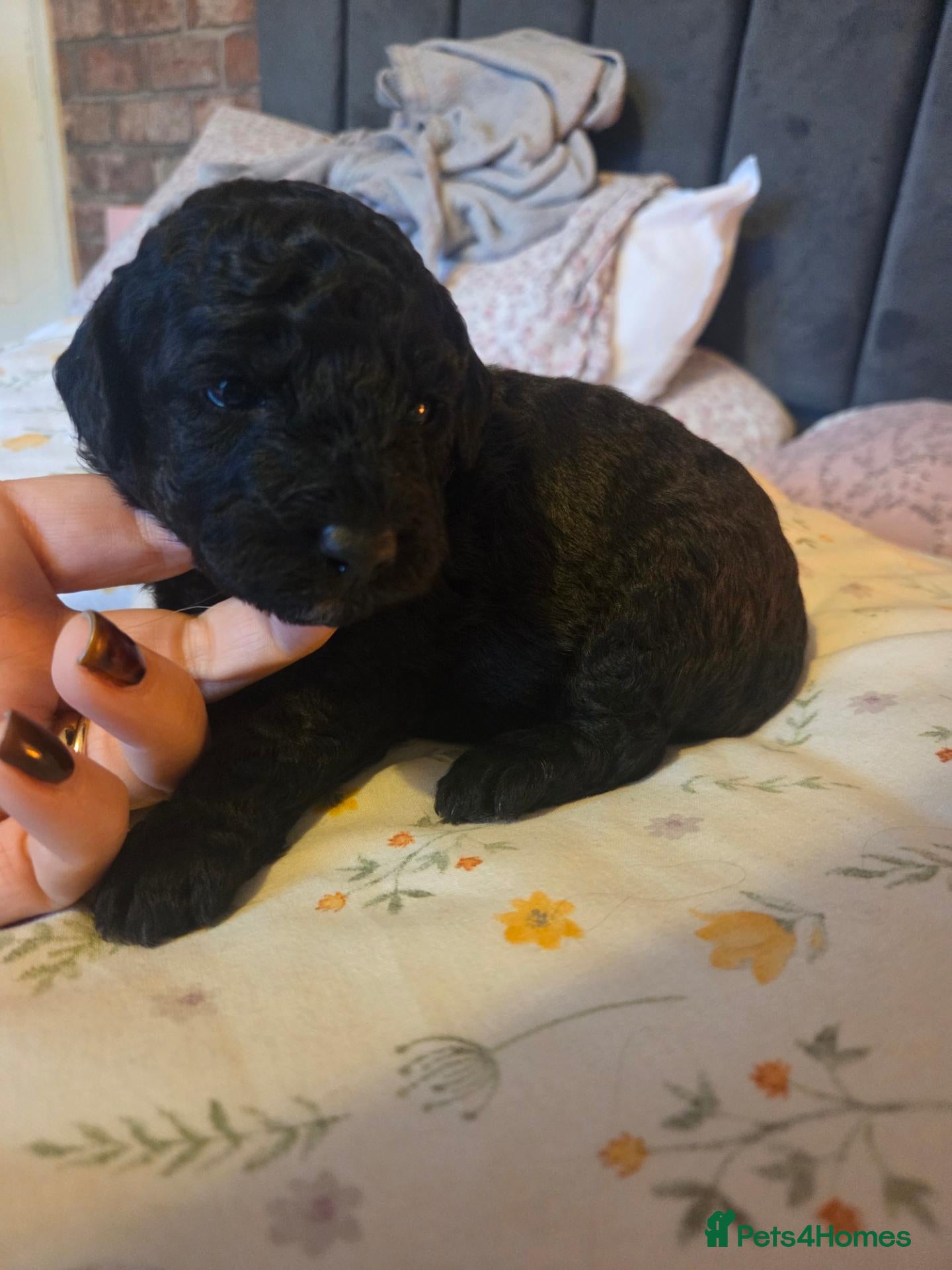 Toy Poodle dogs for sale: *JUST 1 PUP LEFT* Beautiful KC Toy Poodle Puppies - Advert 1