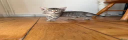 Bengal cats for sale: Beautiful Bengal x kittens  - Advert 28