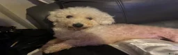 Bichon Frise dogs for sale: Beautiful Bichon Frise girl - Advert 2